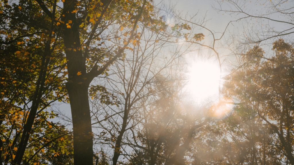 Sun shining through the trees