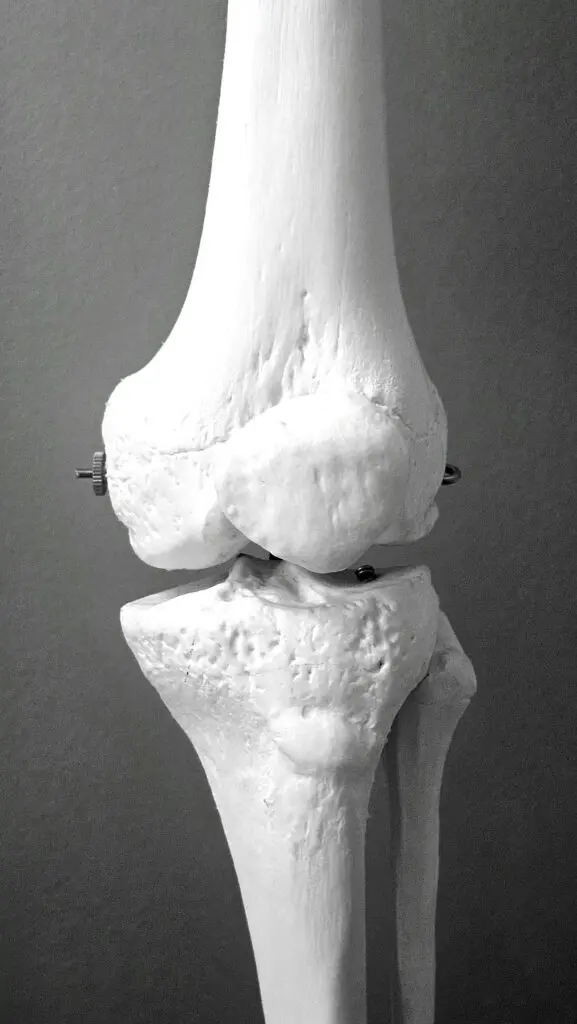 2 bones at a joint